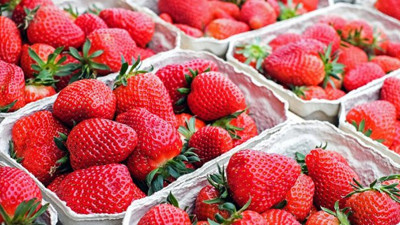 Domates'den sonra Çilek krizi! Tonlarca çilek geri çevrildi!