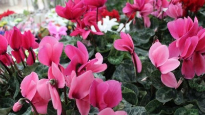 Anneler Günü için 39 ülkeye 45 milyon dal çiçek satıldı