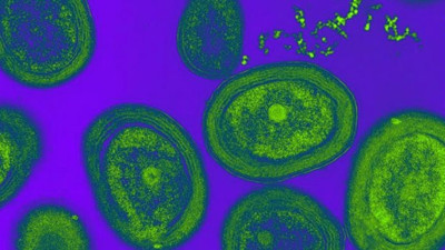 Plastik atıklar oksijen üreten bakterileri öldürüyor