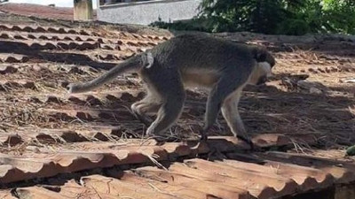 İnegöl'de insanlara saldıran maymun korkuttu