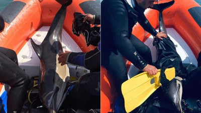 Yat limanında sıkışan yunus böyle kurarıldı