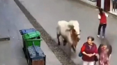 Hızını alamayan at, kalabalığın arasına daldı