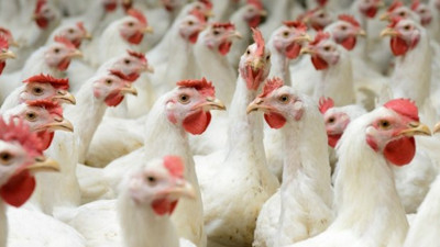 Tavuk fiyatları 3 ayda yüzde 50 arttı!