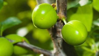 Eriğin hiç bilinmeyen faydaları