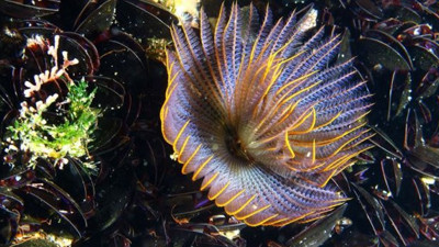 İzmir Körfezi'nde yeni boru kurdu türü (07 Haziran 2019)