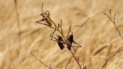 İran'daki çekirge istilasına ilişkin yeni uyarı