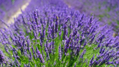 Uykusuzluğun ve depresyonun panzehiri: Lavanta