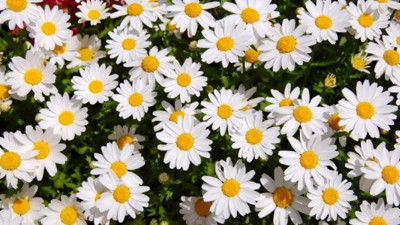 "Piyasadaki kekik ve papaya bitkileri gerçek değil"