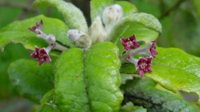 600'e yakın bitki türünün nesli tükendi