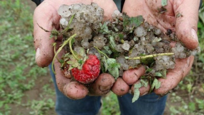 Kütahya’da dolu, çileği vurdu zarar büyük!