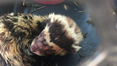 Koruma altındaki alaca sansar Mardin'de yakalandı