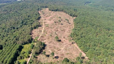 İstanbul'da ağaç katliamı