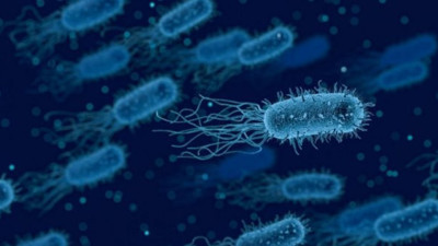 İngiltere'de bakteri, 12 kişiyi öldürdü!