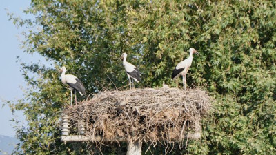 20 yıldır aynı direğe yuva yapıyorlar