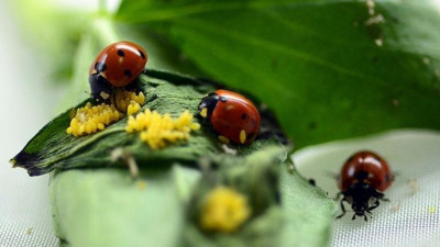 Böceklerin yarısının nesli tükenmek üzere!