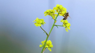 Manisa'da bal arısı can aldı