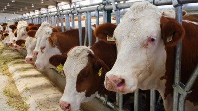 Kızılay'dan kurbanlık et ithali!