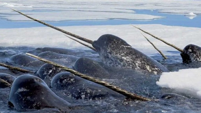 25 binden fazla canlı türü tehdit altında