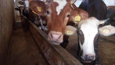 Kurban Bayramı öncesi ithal hayvan skandalı!