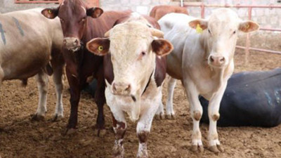 2019 Kurban Bayramı’nda büyükbaş ve küçükbaş hayvanların fiyatları ne kadar?