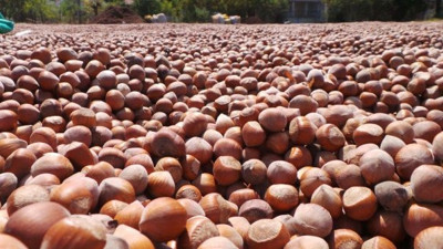 Fındıkçıların istediği olmadı!