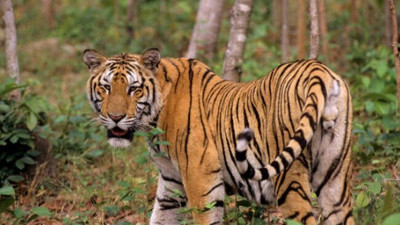 Vietnam'da dondurulmuş kaplan kaçakçılığı