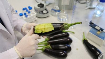 Deri hastalıklarına 'patlıcan' çözümü