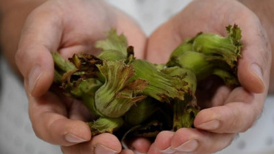 Fındık yara iyileşmesini hızlandırıyor