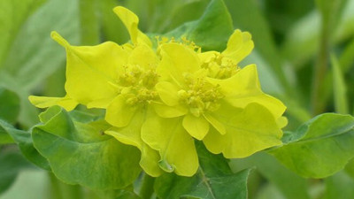 Sütleğen otu ile balık avına 3 bin lira ceza