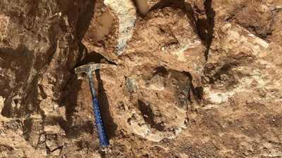 Dünyanın en büyük papağanının fosili bulundu