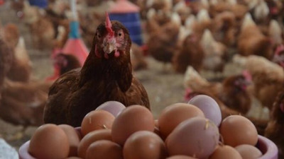 Yumurta üretimi azaldı