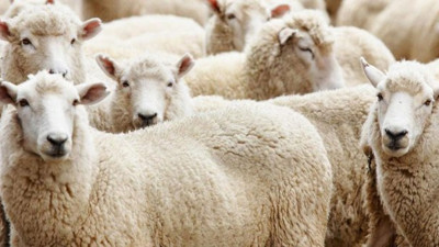 Kurban Bayramınız kutlu olsun