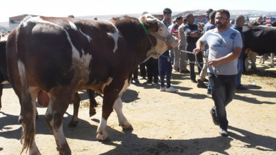 Bakanlık'tan üreticiye ithal kurbanlık darbesi