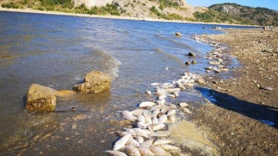 Bursa'da binlerce balık kıyıya vurdu