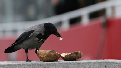 Fast food kargaların da kolesterolünü artırdı