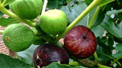 İncir yaprakları koroner kalp hastalığını önlüyor