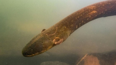 Dünyanın en güçlü elektrikli yılan balığı! 860 volt...