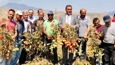 Gürer, "Tarlada kalan domates, markette 6 liraya dayandı"