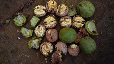 Sağlıklı ve mutlu yaşamın sırrı ceviz