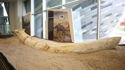 Finlandiyalı fosil uzmanı: "Yeni bir türe ait olabilir"