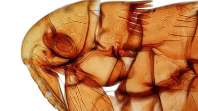 Keşfettiği pire türlerine kızlarının adını verdi
