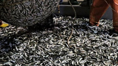 Balıkların yüzde 44'ünde mikroplastik tehlikesi