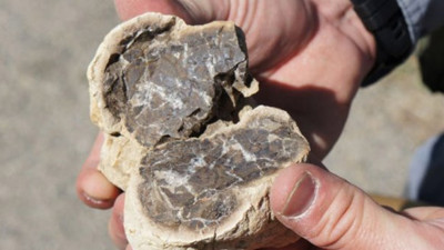 Dinozorlar sonrası döneme ait fosiller bulundu