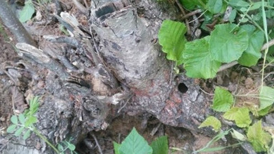 Fındık bahçelerinde 'Drakula' paniği