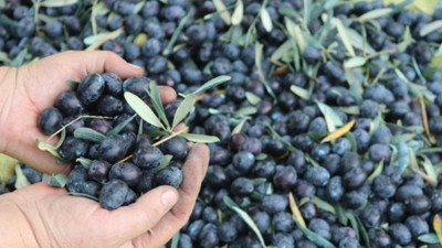 Marmarabirlik ürün alım planını açıkladı