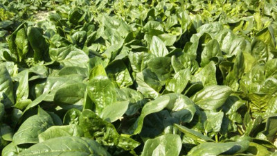 Ispanak zehirlenmelerinde yeni gelişme: Sebebi belli oldu