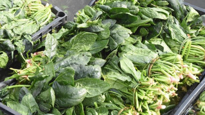 İstanbul Sağlık Müdürlüğü'nden ıspanak açıklaması