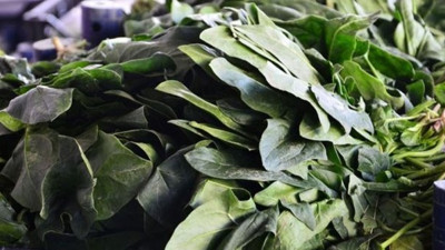 Ispanak'tan hastanelik olanların sayısı 200'e dayandı