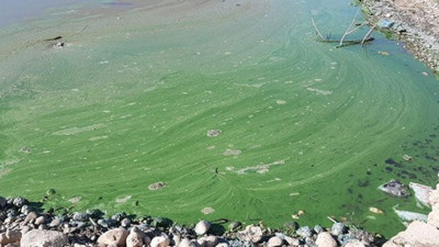 Atatürk Barajı'ndaki yeşil rengin nedeni belirlendi