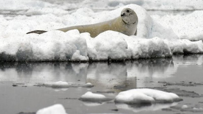 İklim değişikliği ölümcül virüsün yayılmasını tetikliyor